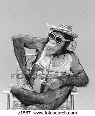 Foto - macaco,  chimpanzé, 
 desgaste,  chapéu, 
 óculos de sol, 
 binóculos. fotosearch 
- busca de fotos, 
imagens e clipart