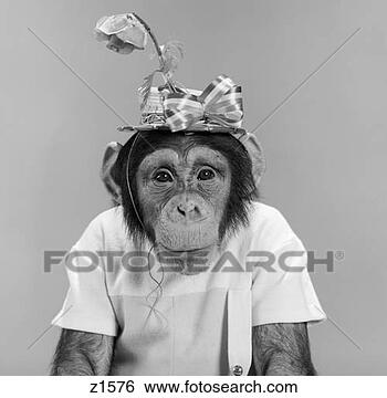 cabroneeeeeeeeeer - Página 16 Retrato-mono-chimpance_~z1576
