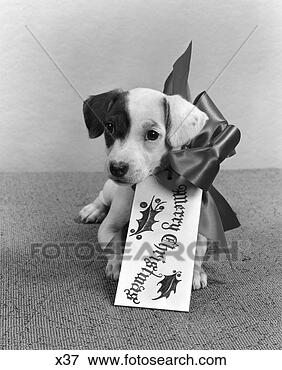 Picture - 1940 1940s retro 
puppy gift cute 
bow tag merry 
christmas. fotosearch 
- search stock 
photos, pictures, 
images, and photo 
clipart