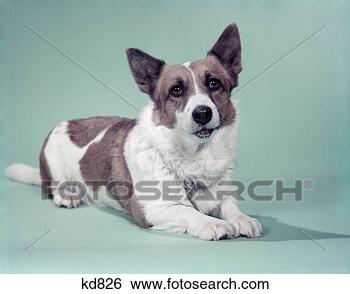 Banco de Imagem - cardigan,  galês, 
 corgi,  cão. 
fotosearch - busca 
de fotos, imagens 
e clipart