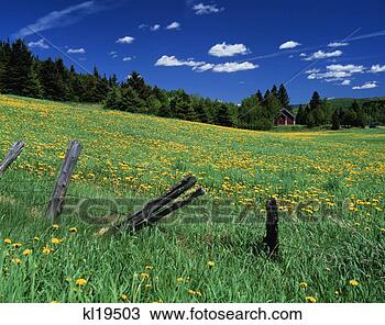 Hazır Fotoğraf - colebrook,  taze, 
 hampshire. fotosearch 
- foto, resim, 
görüntü ve foto 
klipart ara