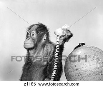 Hazır Görüntü - orangutan,  kuluçka 
süresi,  bir dahaki, 
 küre,  telefon 
etmek. fotosearch 
- foto, resim, 
görüntü ve foto 
klipart ara