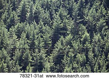 Stock Photo - aerial view of 
evergreen fir 
tree forest, france. 
fotosearch - search 
stock photos, 
pictures, images, 
and photo clipart