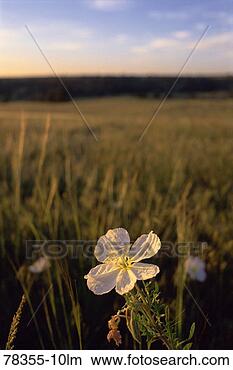Stock Photo - single wildflower 
blooming in field, 
montana. fotosearch 
- search stock 
photos, pictures, 
images, and photo 
clipart