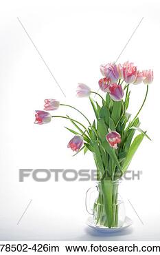 Stock Photo - bouquet of wilting 
tulips in vase. 
fotosearch - search 
stock photos, 
pictures, images, 
and photo clipart