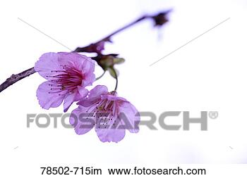 Stock Photo - cherry blossom. 
fotosearch - search 
stock photos, 
pictures, images, 
and photo clipart