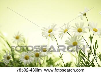 Stock Photo - daisies blooming. 
fotosearch - search 
stock photos, 
pictures, images, 
and photo clipart