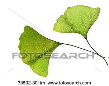 Stock Photo - leaves. fotosearch 
- search stock 
photos, pictures, 
images, and photo 
clipart