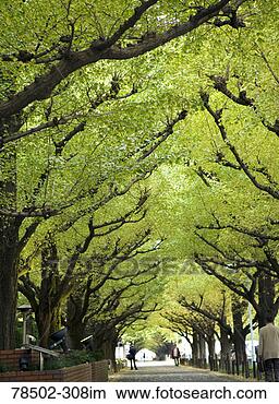 Stock Photo - rows of trees 
in park. fotosearch 
- search stock 
photos, pictures, 
images, and photo 
clipart