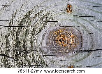 Picture - grain pattern 
and knot in wooden 
plank. fotosearch 
- search stock 
photos, pictures, 
images, and photo 
clipart