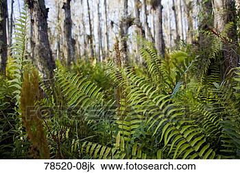 Stock Photo - ferns in wetlands. 
fotosearch - search 
stock photos, 
pictures, images, 
and photo clipart