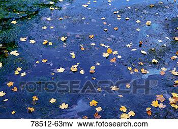 Foto - outono,  folhas, água. fotosearch - busca de fotos, imagens e clipart