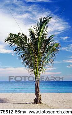 Picture - palm tree on a 
beach. fotosearch 
- search stock 
photos, pictures, 
images, and photo 
clipart