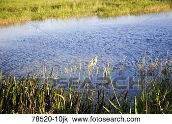 Stock Photo - pond in wetlands. 
fotosearch - search 
stock photos, 
pictures, images, 
and photo clipart