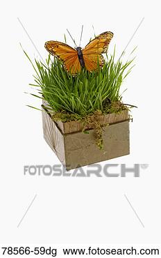 Stock Photo - butterfly on grass 
in planter. fotosearch 
- search stock 
photos, pictures, 
images, and photo 
clipart