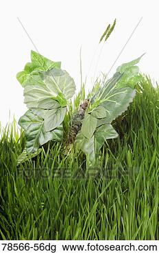 Stock Photo - leafs shaped as 
butterfly in grass. 
fotosearch - search 
stock photos, 
pictures, images, 
and photo clipart