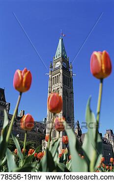 Picture - peace tower and 
tulips, ottawa, 
ontario, canada. 
fotosearch - search 
stock photos, 
pictures, images, 
and photo clipart
