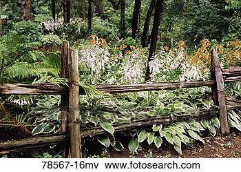 Picture - perennial flowers 
and shrubs growing 
near garden fence. 
fotosearch - search 
stock photos, 
pictures, images, 
and photo clipart