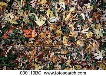 Stock Photo - autumn leaves 
on the ground. 
fotosearch - search 
stock photos, 
pictures, images, 
and photo clipart