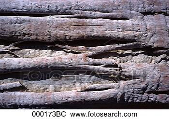 Stock Photo - close-up of dried 
roots. fotosearch 
- search stock 
photos, pictures, 
images, and photo 
clipart
