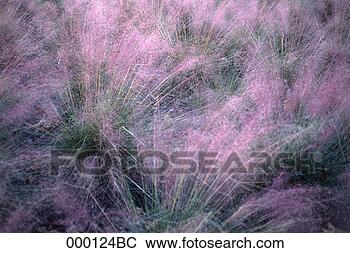 Stock Photo - ornamental grass 
plumes. fotosearch 
- search stock 
photos, pictures, 
images, and photo 
clipart