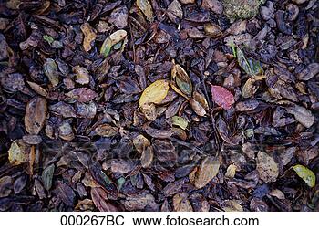Stock Photo - decaying leaves. 
fotosearch - search 
stock photos, 
pictures, images, 
and photo clipart