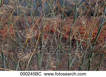 Stock Photo - weeds gone to 
seed. fotosearch 
- search stock 
photos, pictures, 
images, and photo 
clipart