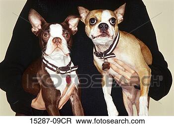 Stock Photo - two boston terriers. 
fotosearch - search 
stock photos, 
pictures, images, 
and photo clipart