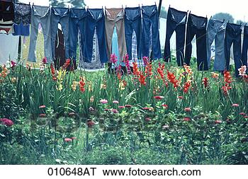 Stock Photo - laundry drying 
on a clothes line 
next to a flowerbed. 
fotosearch - search 
stock photos, 
pictures, images, 
and photo clipart