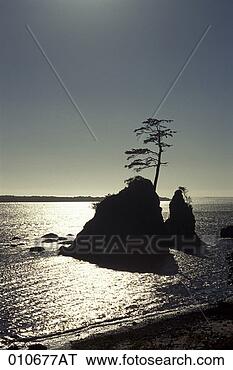 Stock Photo - silhouette of 
trees growing 
on rocks along 
the oregon coastline. 
fotosearch - search 
stock photos, 
pictures, images, 
and photo clipart