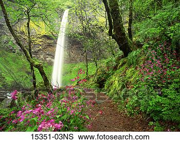 Stock Photo - dirt path lined 
with flowers and 
foliage leading 
to elowah falls. 
fotosearch - search 
stock photos, 
pictures, images, 
and photo clipart