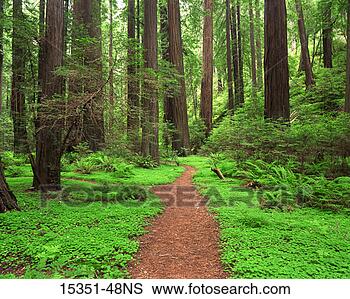 Stock Photo - dirt path through 
redwood park, 
california, usa. 
fotosearch - search 
stock photos, 
pictures, images, 
and photo clipart