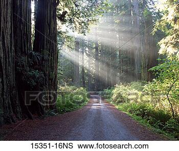 Stock Photo - dirt road through 
forest with sunlight 
rays,  redwood 
park. fotosearch 
- search stock 
photos, pictures, 
images, and photo 
clipart