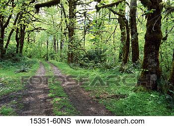 Stock Photo - dirt road through 
olympic national 
forest in spring, 
washington, usa. 
fotosearch - search 
stock photos, 
pictures, images, 
and photo clipart
