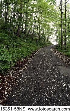 Stock Photo - forest path strewn 
with carolina 
silver bells, 
 great smoky mountains. 
fotosearch - search 
stock photos, 
pictures, images, 
and photo clipart