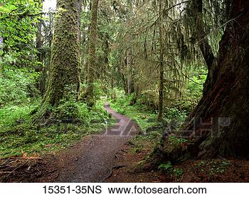 Stock Photo - path through hoh 
rain forest in 
spring,  olympic 
national park. 
fotosearch - search 
stock photos, 
pictures, images, 
and photo clipart