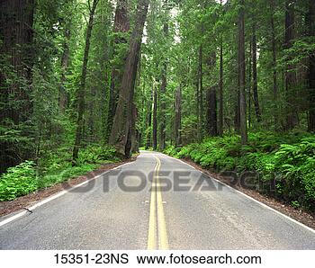 Stock Photo - road through redwood 
park in spring, 
california, usa. 
fotosearch - search 
stock photos, 
pictures, images, 
and photo clipart