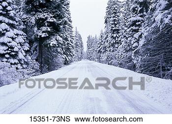 Stock Photo - snow-covered road 
lined with snow-covered 
evergreen trees, 
 mr hood. fotosearch 
- search stock 
photos, pictures, 
images, and photo 
clipart