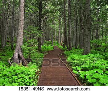 Stock Photo - wooden path in 
glacier national 
park, montana, 
usa. fotosearch 
- search stock 
photos, pictures, 
images, and photo 
clipart