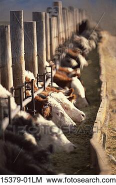 Stock Photo - cattle in feedlot, 
montana. fotosearch 
- search stock 
photos, pictures, 
images, and photo 
clipart