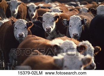 Stock Photo - cattle in feedlot, 
montana. fotosearch 
- search stock 
photos, pictures, 
images, and photo 
clipart