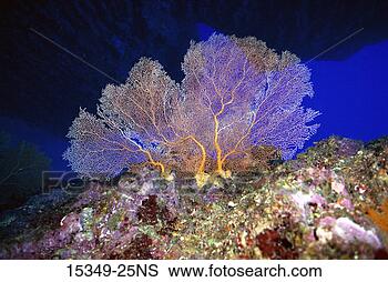 Stock Photo - deep water sea 
fans, guam. fotosearch 
- search stock 
photos, pictures, 
images, and photo 
clipart