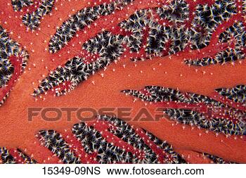 Stock Photo - gorgonia, truk 
lagoon, micronesia. 
fotosearch - search 
stock photos, 
pictures, images, 
and photo clipart
