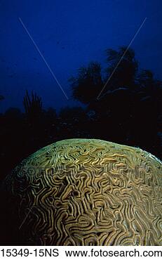 Stock Photo - large-grooved 
brain coral. fotosearch 
- search stock 
photos, pictures, 
images, and photo 
clipart