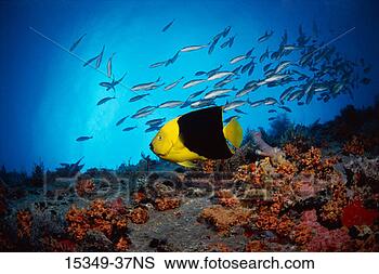 Stock Photo - rock beauty (holocanthus) 
and schooling 
fish in background. 
fotosearch - search 
stock photos, 
pictures, images, 
and photo clipart