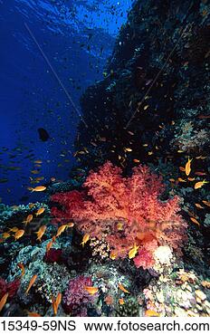 Stock Photo - school of fairy 
basslets and coral 
reef, red sea, 
egypt. fotosearch 
- search stock 
photos, pictures, 
images, and photo 
clipart