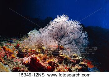Stock Photo - sea fans and coral, 
u s virgin islands. 
fotosearch - search 
stock photos, 
pictures, images, 
and photo clipart