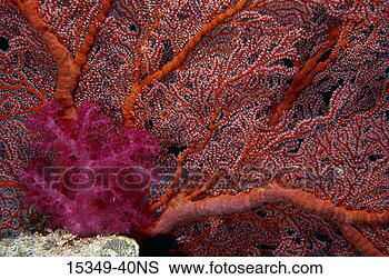 Stock Photo - soft coral and 
gorgonian sea 
fan, palau. fotosearch 
- search stock 
photos, pictures, 
images, and photo 
clipart