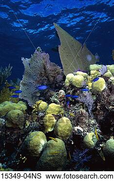 Stock Photo - underwater marine 
life scenic, bahamas. 
fotosearch - search 
stock photos, 
pictures, images, 
and photo clipart