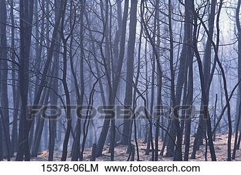 Stock Photo - burned trees after 
forest fire, yellowstone 
national park, 
wyoming. fotosearch 
- search stock 
photos, pictures, 
images, and photo 
clipart